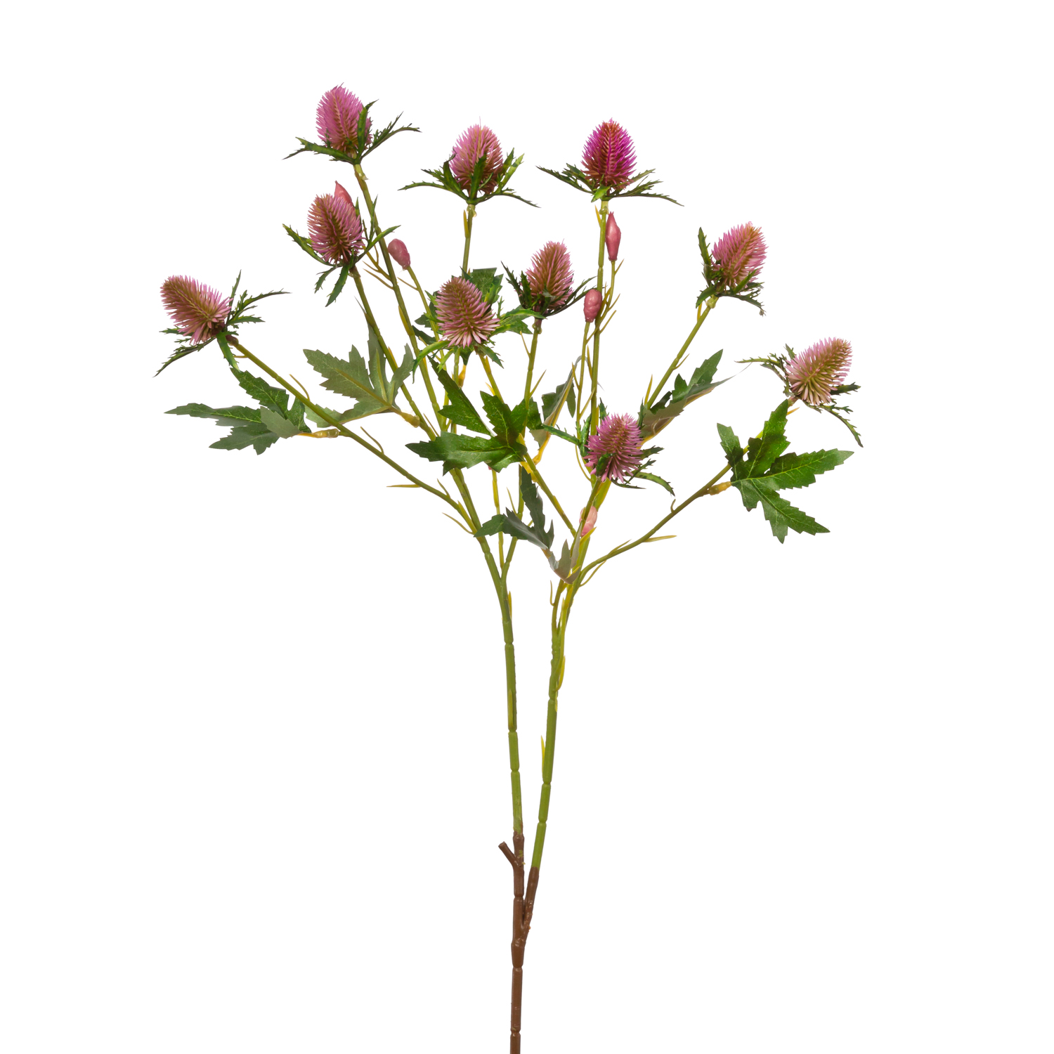 ERYNGIUM