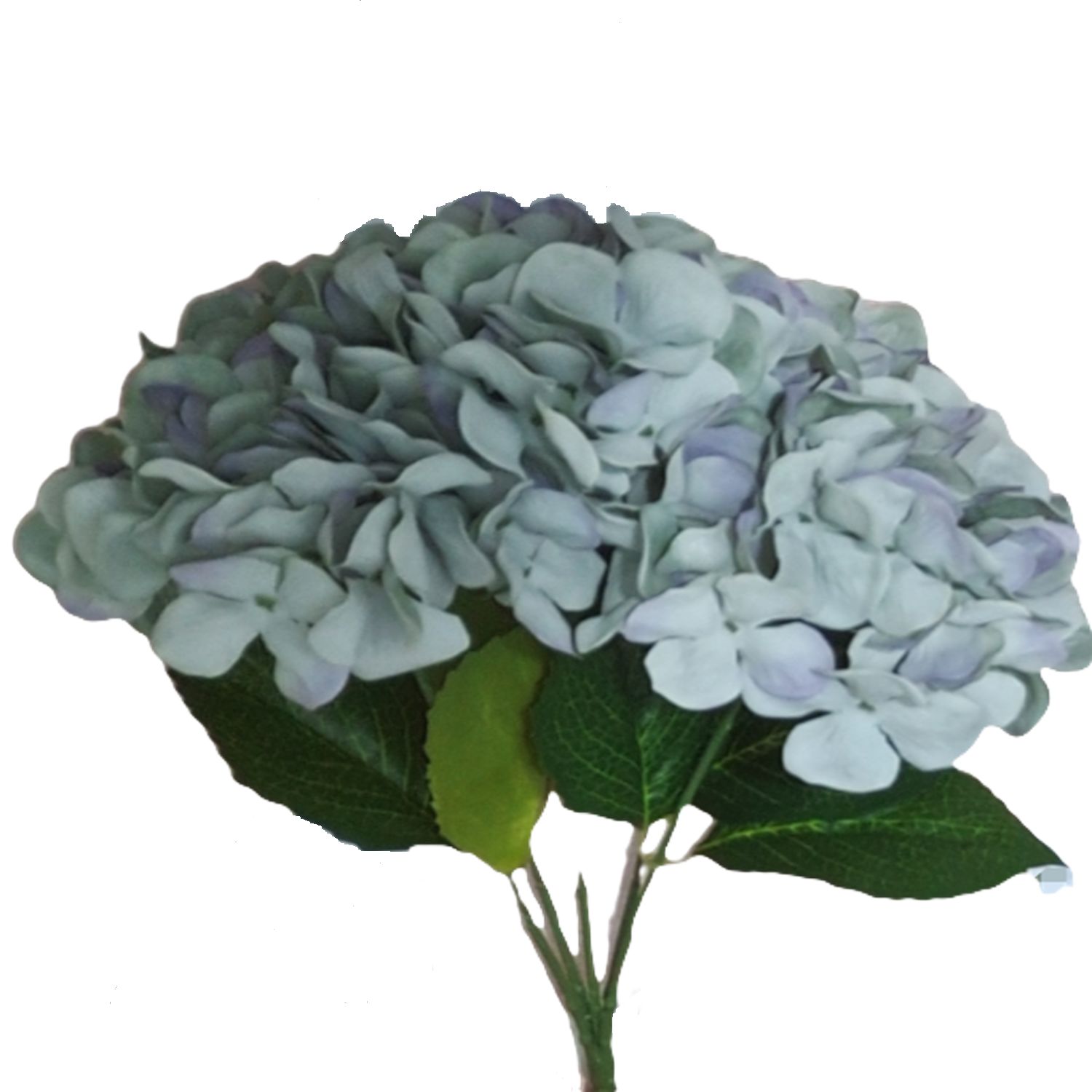 RAMO HORTENSIAS