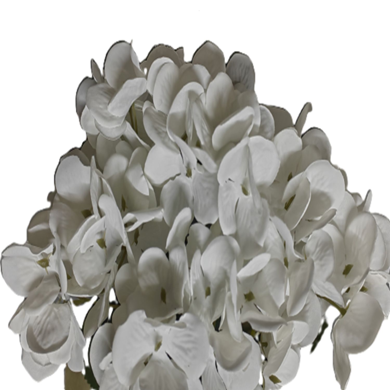 RAMO HORTENSIAS