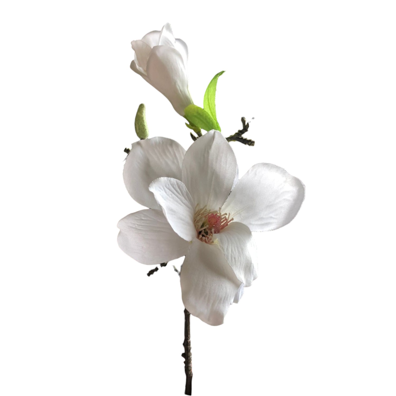 RAMA MAGNOLIA