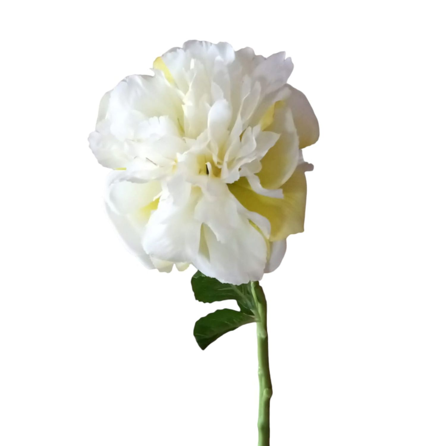 PEONIA VARA