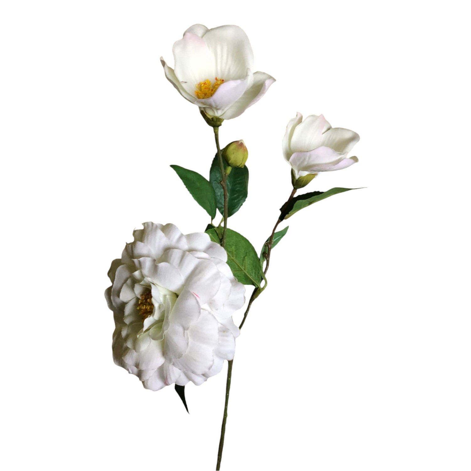 CAMELIA