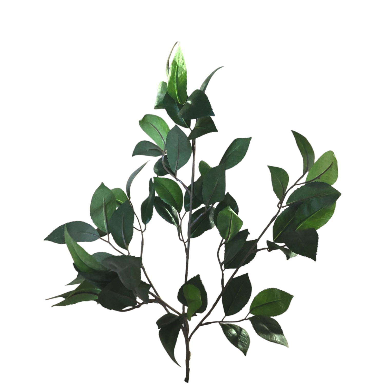 CAMELIA RAMA 52 HOJAS