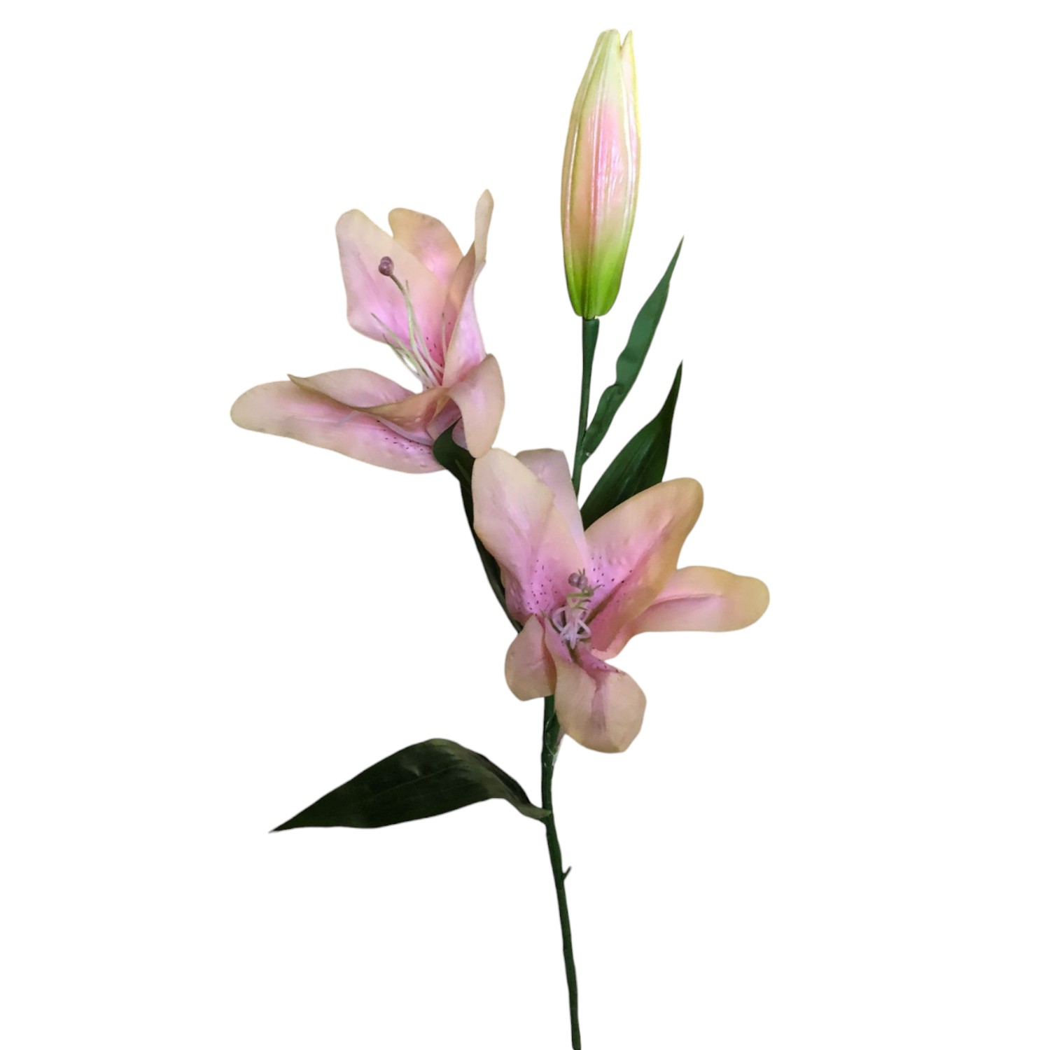 RAMA LILIUM