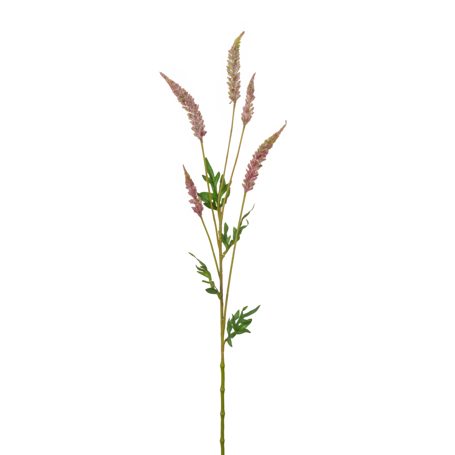RAMO ASTILBE