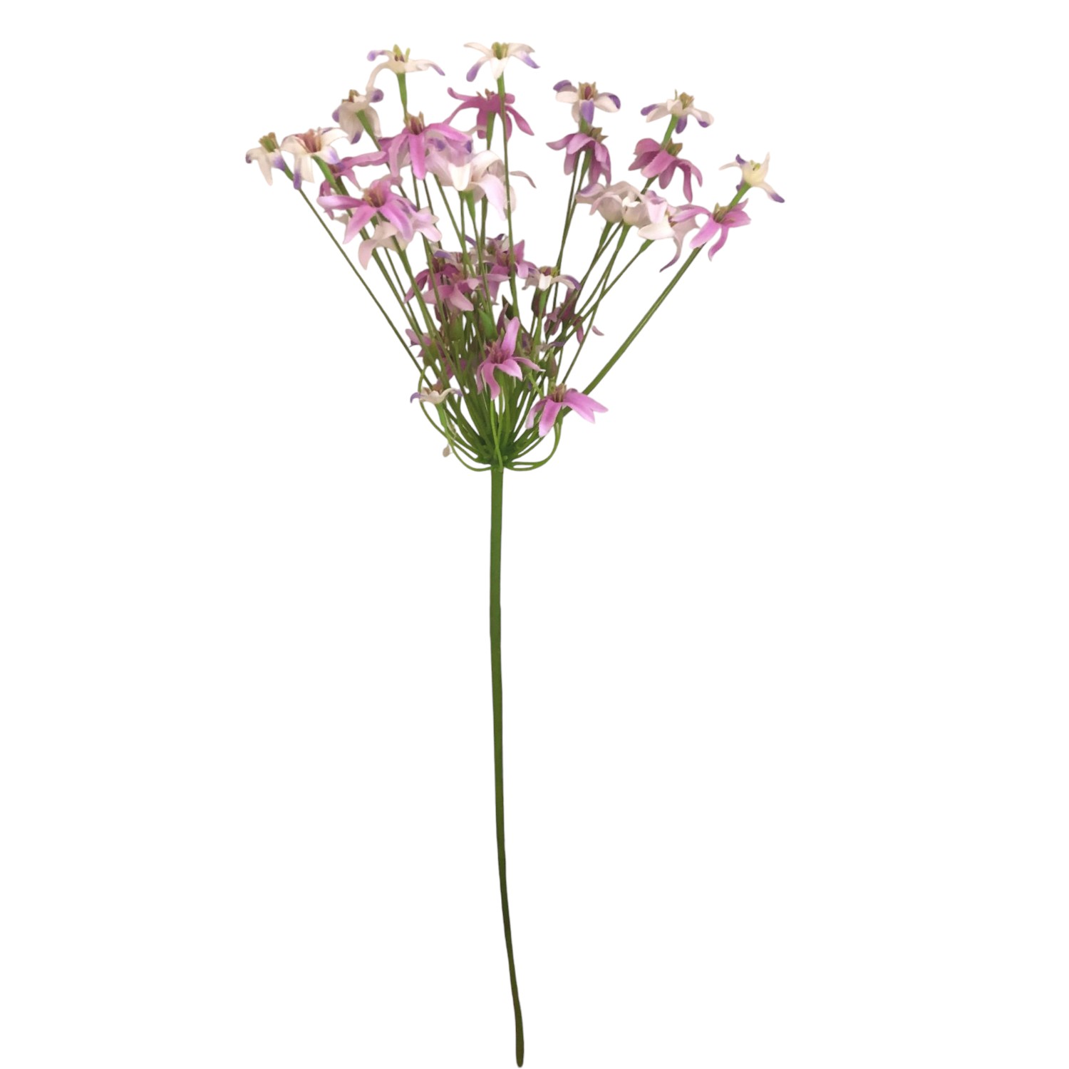 AGAPANTHUS