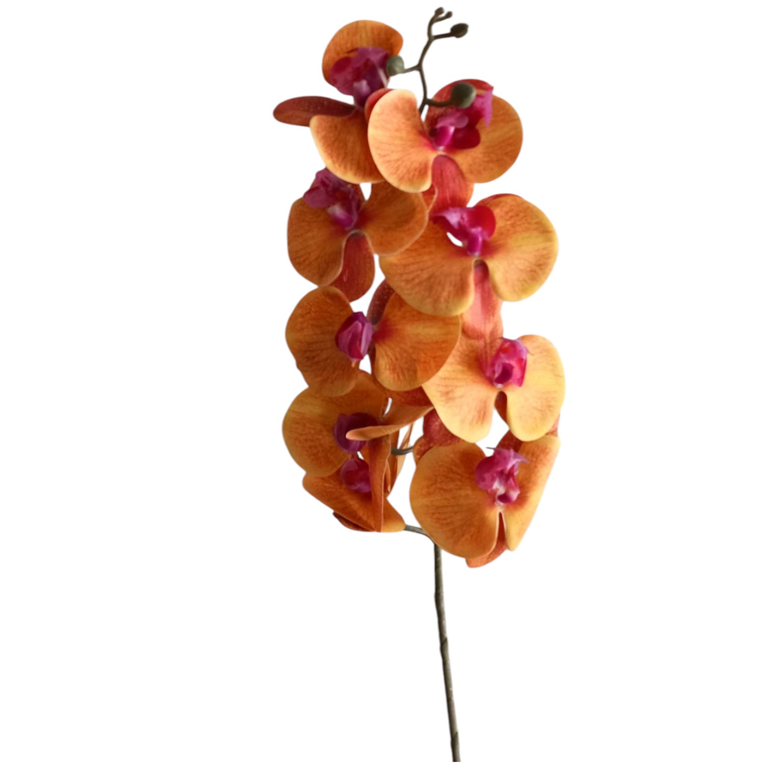 ORQUIDEA