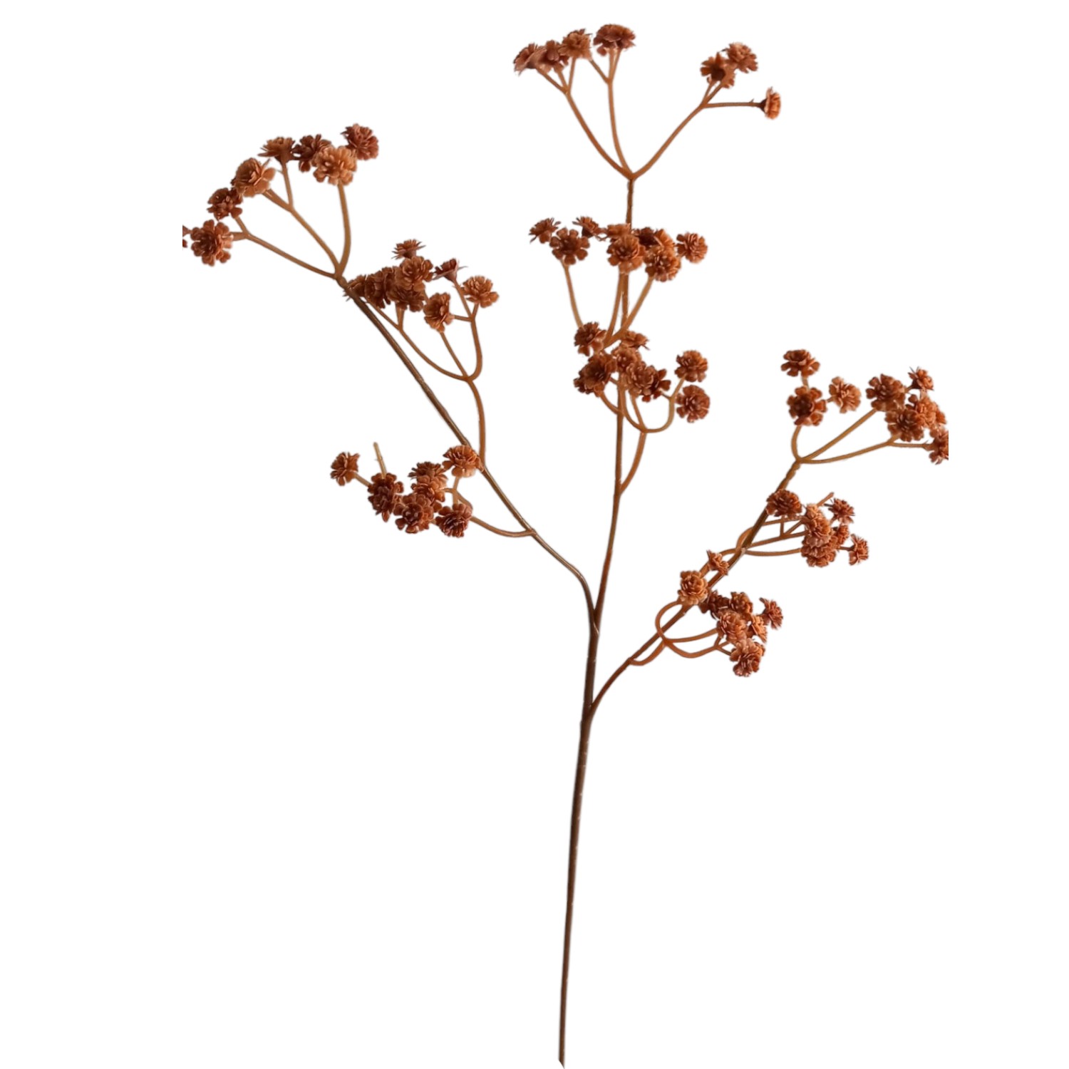 GYPSOPHILIA GOMA