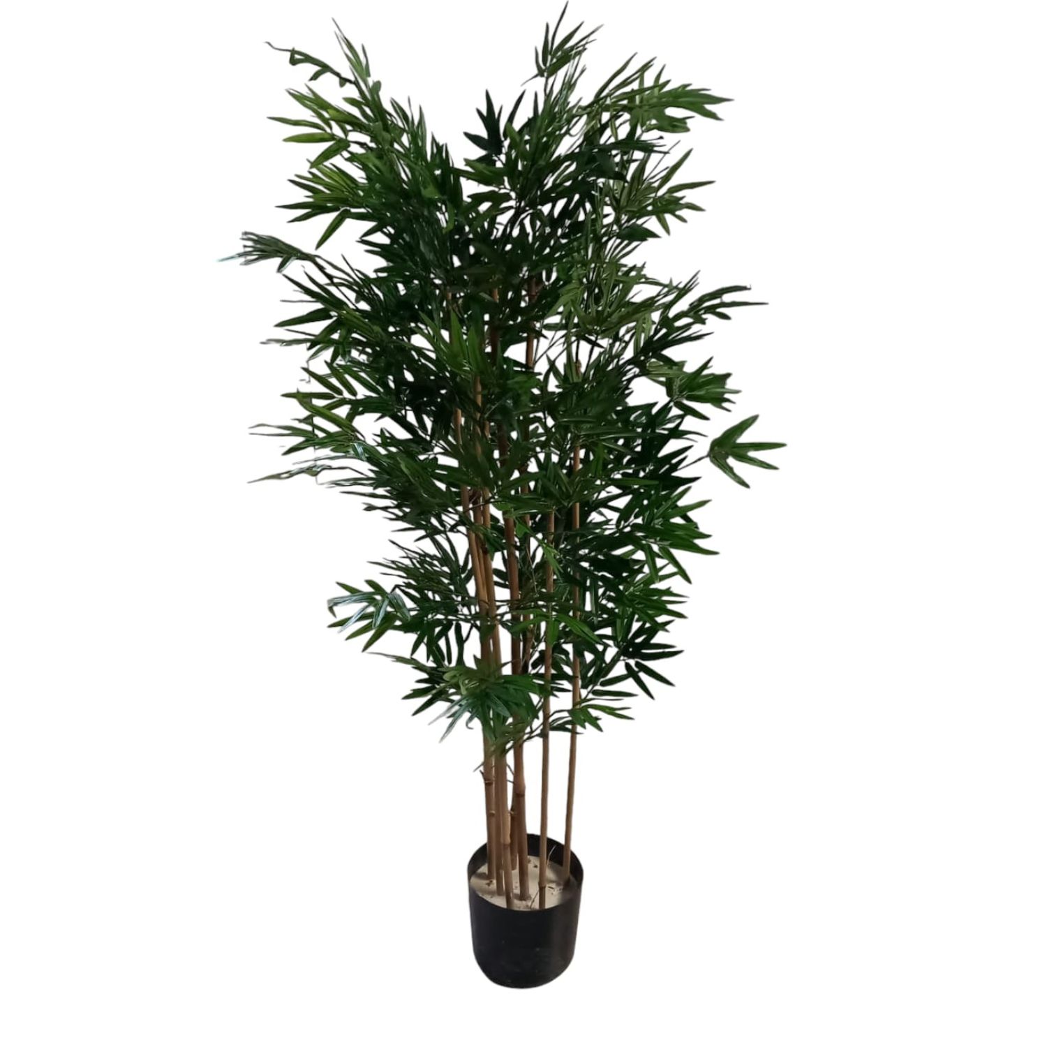 MONTAJE BAMBU 1.20