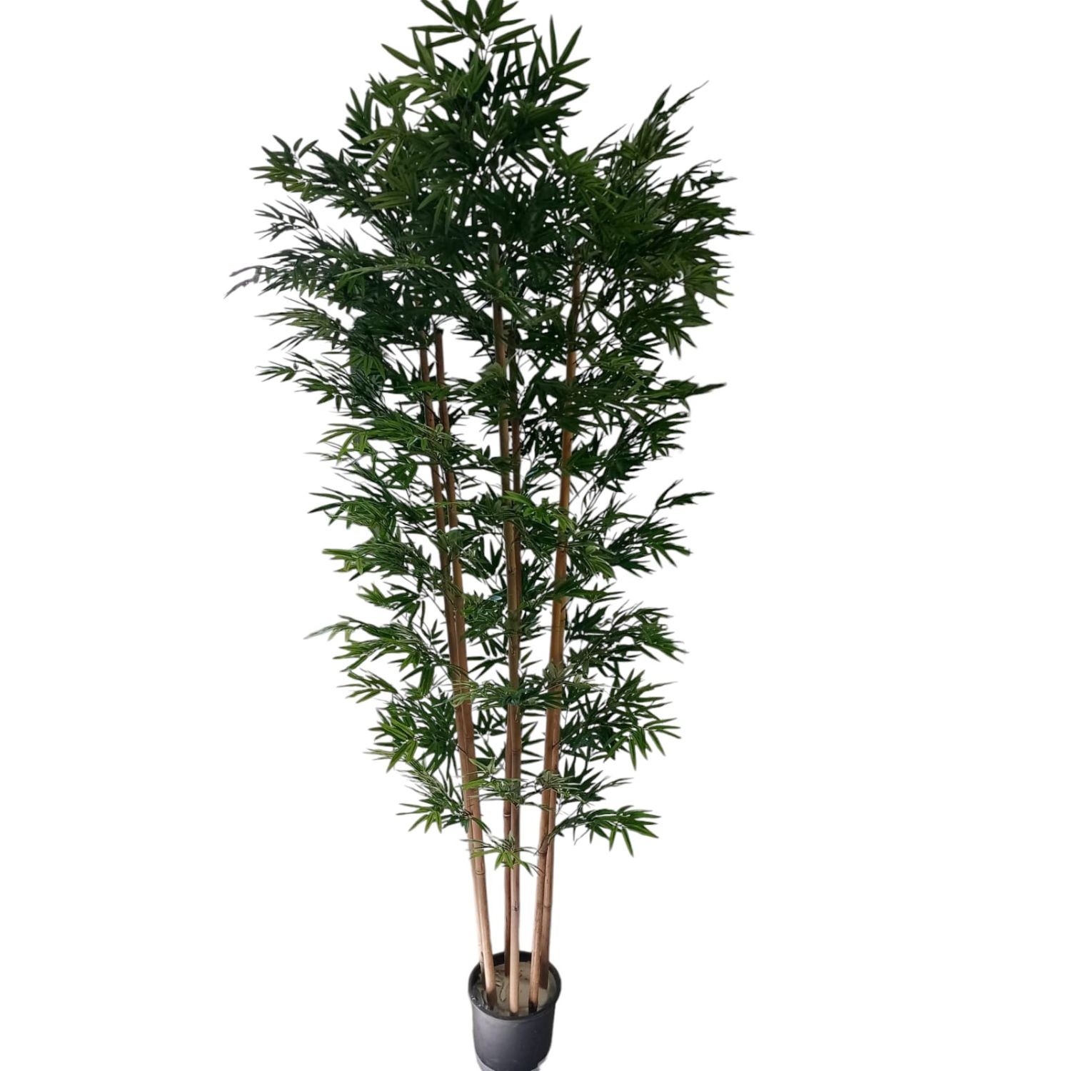 MONTAJE BAMBU 2.10