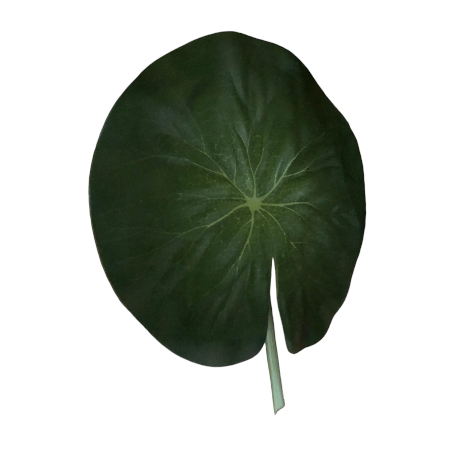 HOJA LOTO PEQUEÑA