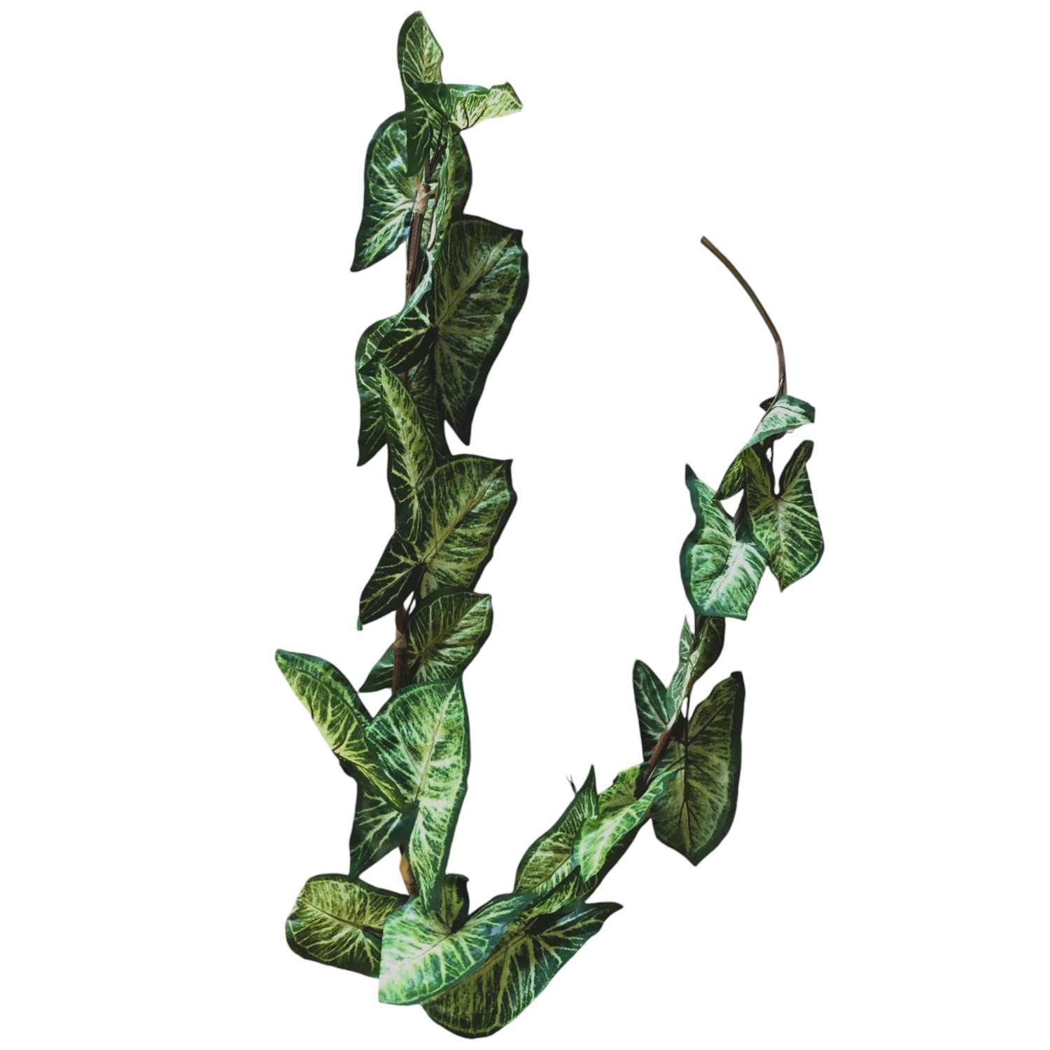 GUIRNALDA SINGONIUM