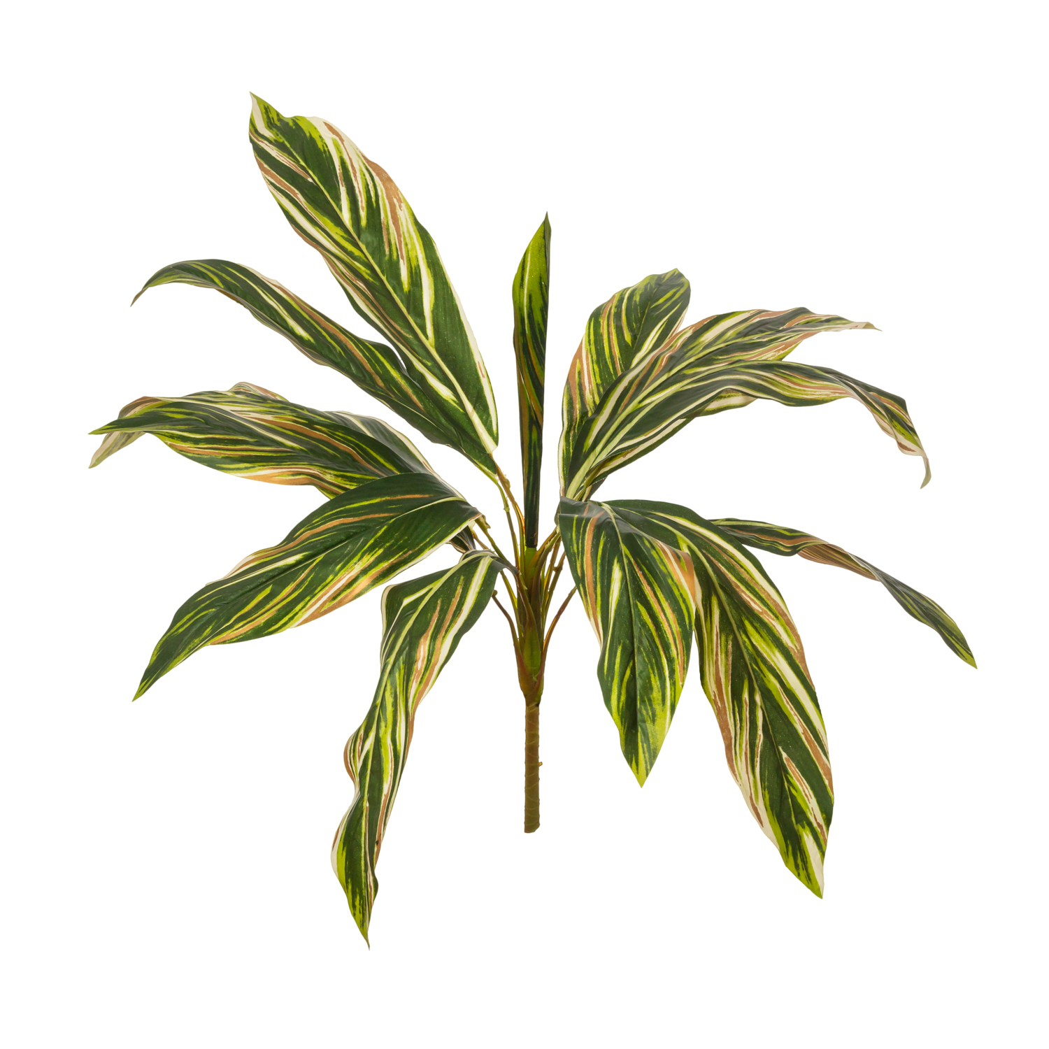 RAMO AGLAONEMA