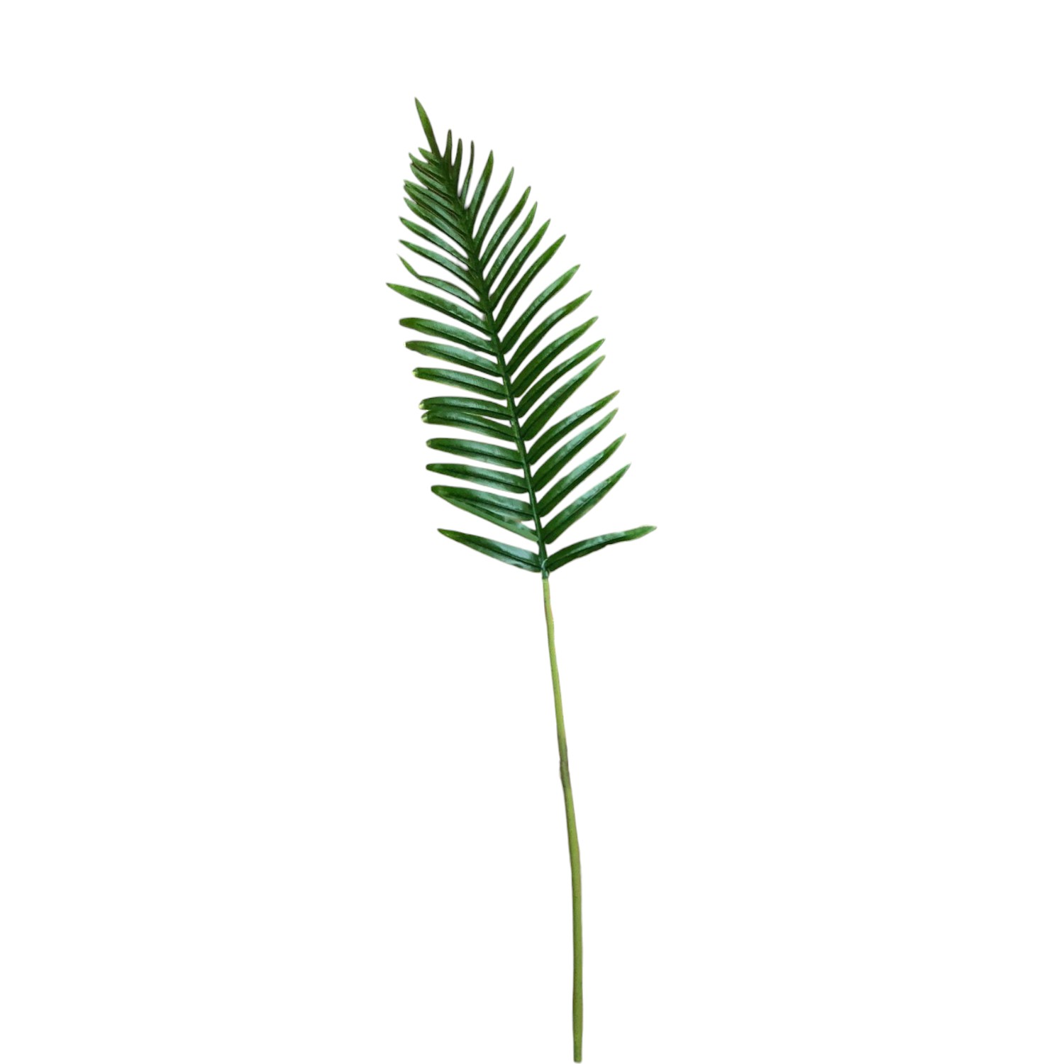 HOJA PALMERA