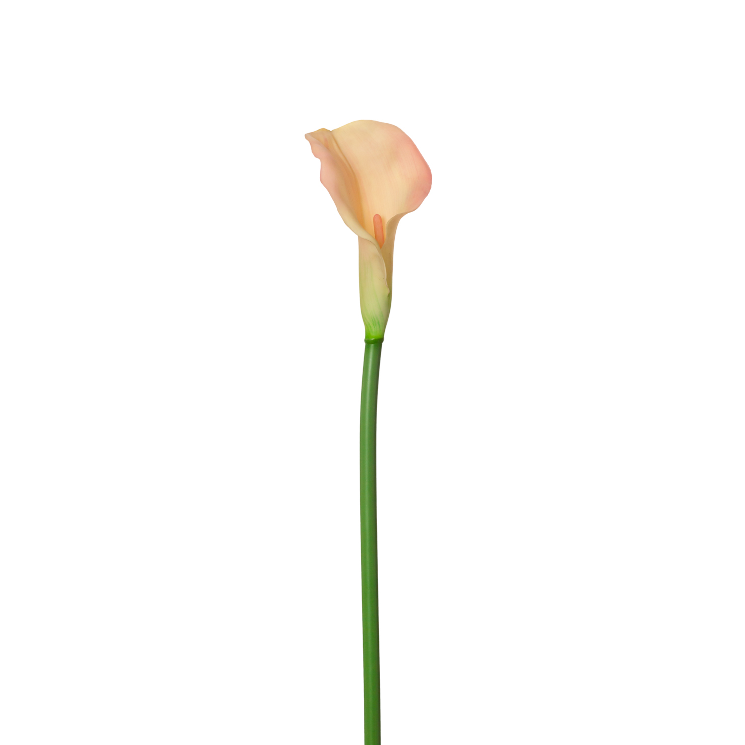 CALLA LILY SINGLE