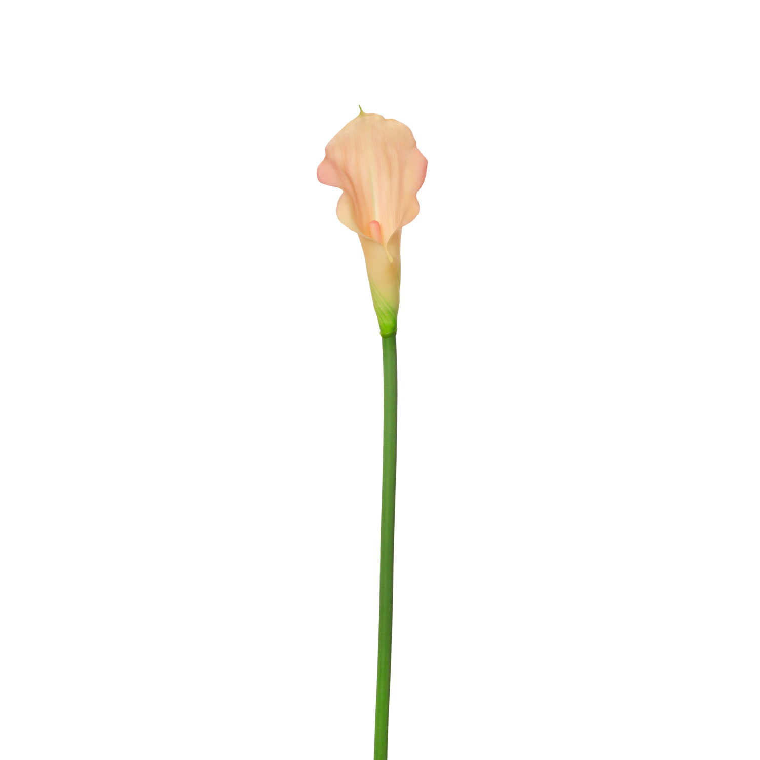 CALLA LILY MINI SINGLE