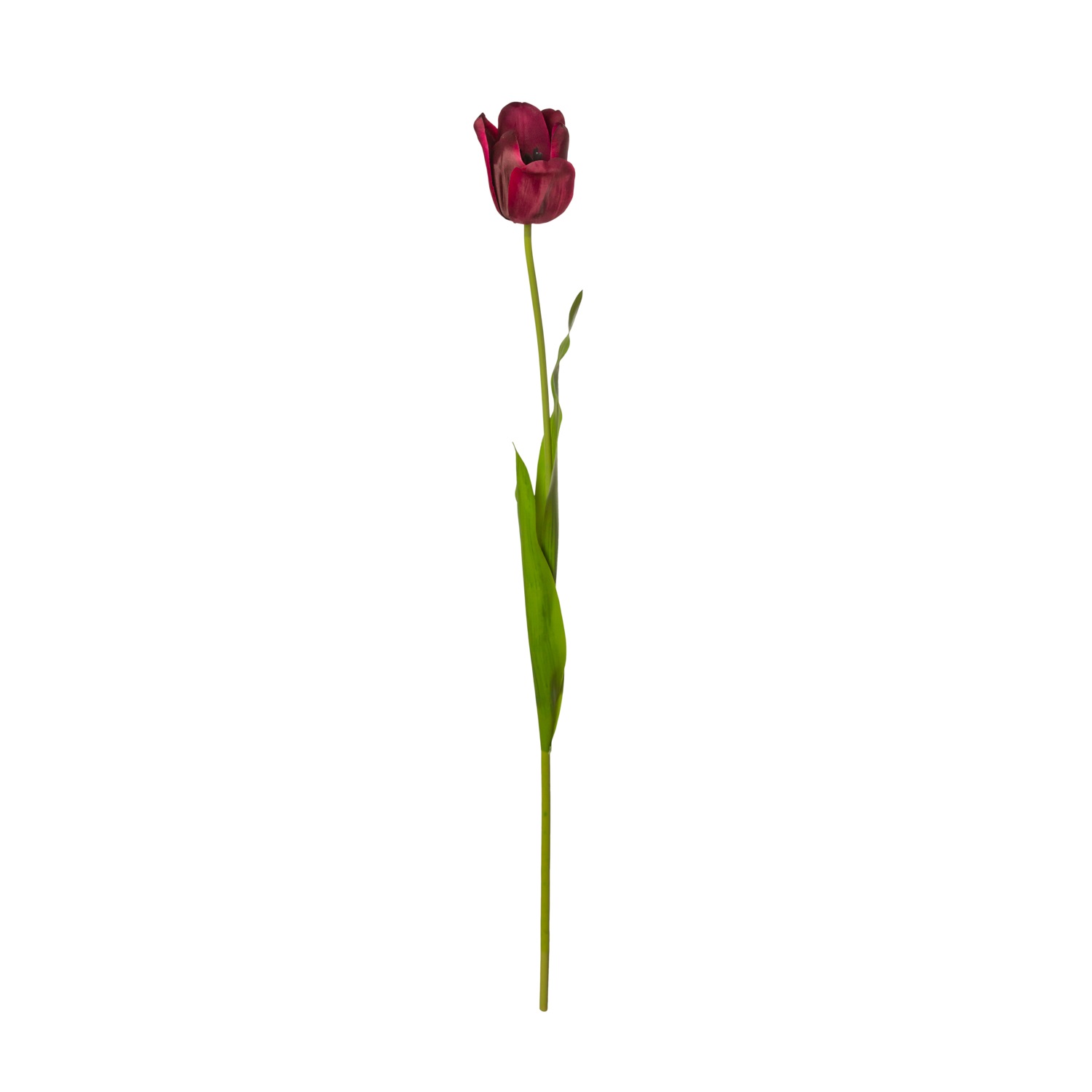 TULIPAN