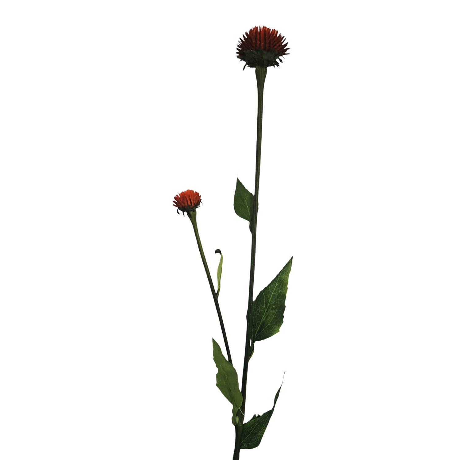 ECHINACEA SPRAY