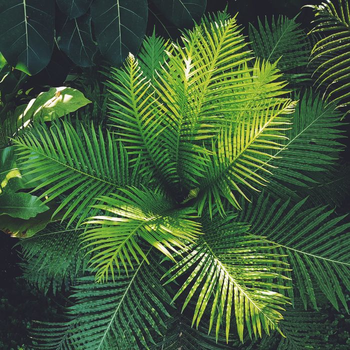 PLANTAS
