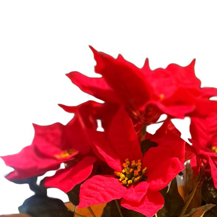 NAVIDAD